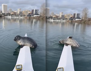 Harbor Seal Takes A Break On Washington Man's Rowing Shell
