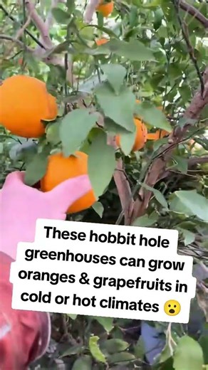 hobbit hole greenhouse...