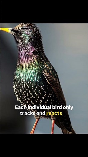 These Birds Create Living Clouds 😳🐦 | The European Starling #facts #shorts