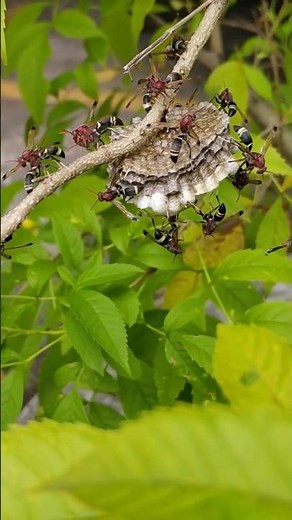 “Amazing Paper 🐝😍Wasp Nest Building on a Tree Branch!”