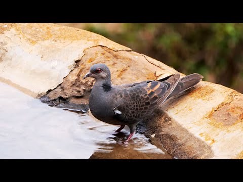 Dusky Turtle-Dove and its call