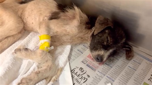 🚨💔 EMERGENCY — Arctic will not survive without help 💔🚨 We don’t even know how to begin to tell you Arctic’s story… this poor boy is only 10 months old has endured the kind of suffering no living being should ever know. Starved. Neglected. Forgotten. His frail body tells the story of betrayal and pain. And now, as if that wasn’t enough, Arctic is fighting for his life. His hematocrit is dangerously low. So low that without immediate veterinary care, Arctic will not make it. He is being rushed