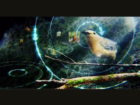 Rainforest Connection & Arbimon - Using sounds and AI to protect our planet