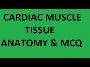 Cardiac Muscle Tissue Anatomy | Cardiac Muscle Structure, Function, Location | MCQ on Cardiac Muscle