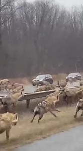 Hyenas take over the highway #USAstories #HyenaPack #WildRun #HighwayChaos #NatureIsScary 🎬This video was produced by Network Media and BlueAxis | The Imaginary Art Exhibit