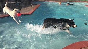 3K views · 13 reactions | Pet Paradise on Reels | Facebook