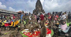 Monkey see, monkey shoo: Thai officials roll out plan to end years of macaque mayhem