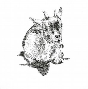Pygmy Goat Pen and Ink Drawing: Original Animal Art (5" X 7") - Etsy Australia