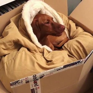 26K views · 2.7K reactions | "Mum and Dad want to exchange this because apparently it’s too big. I disagree. @snoozerpets if this isn’t a good review I don’t know what is!" - @foxy.roxy.vizsla | Snoozer Pet Products | Facebook