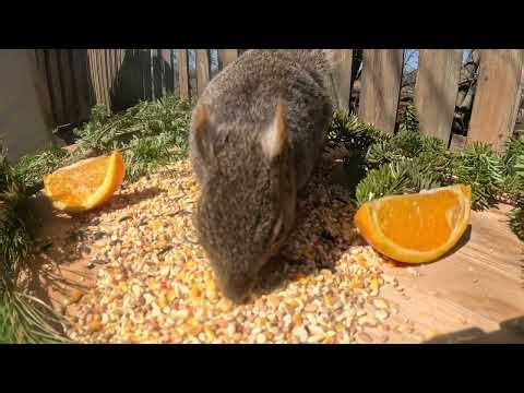 Squirrel Diaries. See up close and personal to a squirrel! 🐿️