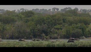 2.4K views · 124 reactions | Out there in the jungle are people who have dedicated their lives to the protection of wildlife and Micheal is one of them. Support our nation's everyday conservation heroes. | Uganda Wildlife Authority | Facebook