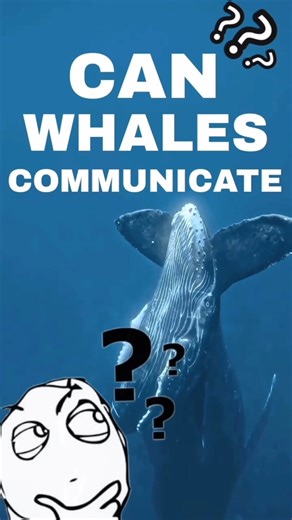 Whales talk across oceans?! 🌊🐋 Mind-blowing communication facts! #Whales