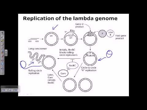 Lambda phage genome replication