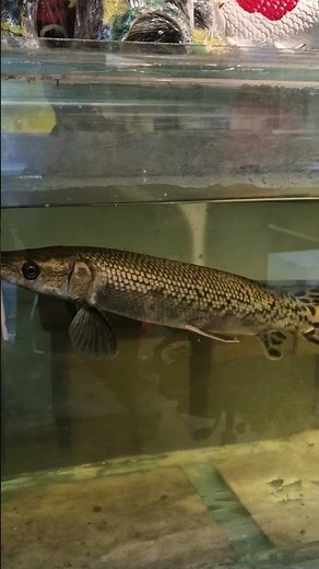 ✨️Alligator Fish -The Real Underwater✨️🐊🐉🐲 #fish #monster #shorts