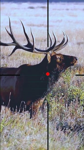 Elk Shooting | Caccia all'alce | Caza de alces