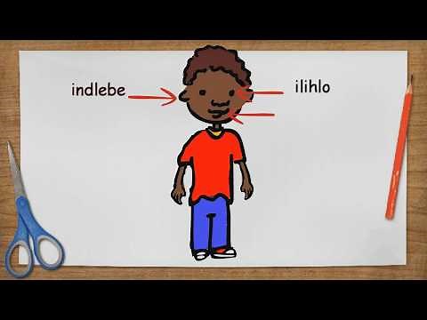 isiXhosa The body 5.2