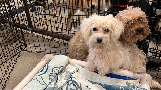 MSPCA-Angell just took in more than 12 specialty breed dogs. Here's when you can adopt one