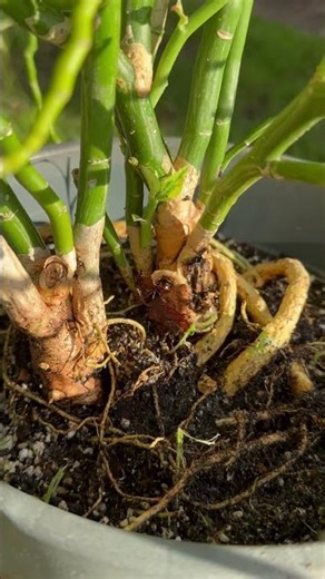 🪴 Devil’s Backbone - Zig Zag Plant - Succulent