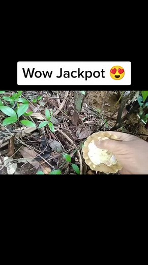 The Hunter on TikTok