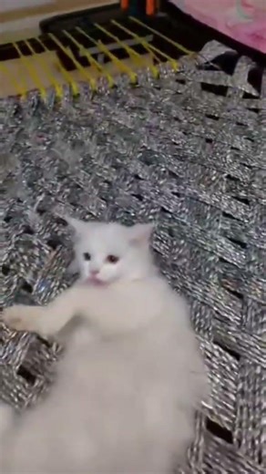 🤣#cat #cute #funny #kitten #pets #trending #persiancat #cutecat #viral #prettycat #catworld #lovely