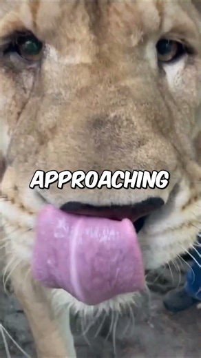 Never Touch A Lion Here... Unless? #trend #shorts