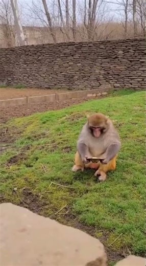 When a Monkey Uses Cymbals as an Alarm! 🤣 Wake Up Call Like Never Before #funny #animals #viral