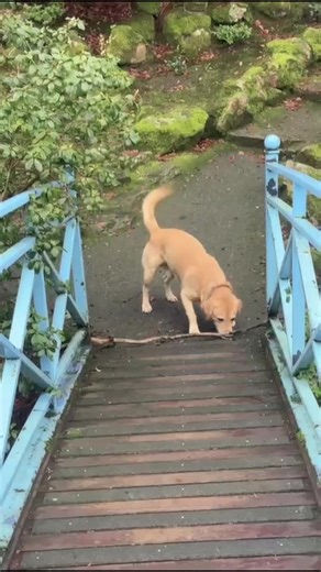 Labrador Dog Care Tips for Pet Owners