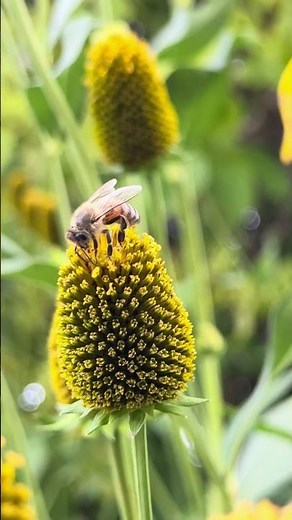 Bee Pollinating Flower Up Close | Amazing Nature Short