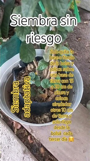 Siembra adaptativa😉 #mijardin #nicols_sci #plantas