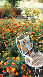 Any flower that extends garden season like this is 👍🏻👍🏻👍🏻! | The Dainty Squid