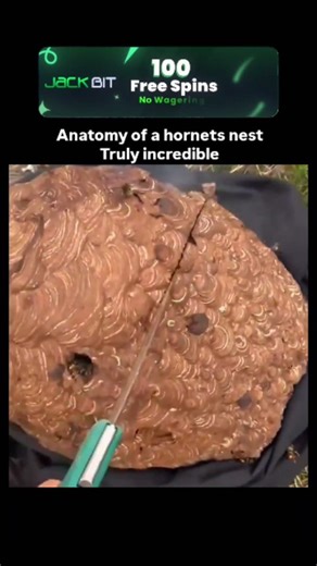 Making Cartoons on Instagram: "The video demonstrates the dissection of an active bald-faced hornet nest, unveiling its papery envelope and multi-layered hexagonal combs filled with white larvae, pupae, and eggs, showcasing the colony's intricate social architecture built from chewed wood fibers. - Posted on January 16, 2026, by @JamesLucasIT, it amassed 2.8 million views and 4,900 likes within hours, sparking replies that blend admiration for nature's design with ethical concerns over nest dest