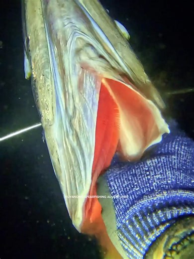 Nakapana ng Giant Barracuda sa Spearfishing Adventure