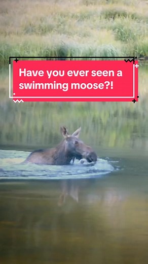 Moose vs. Michael Phelps: The Swimming Showdown