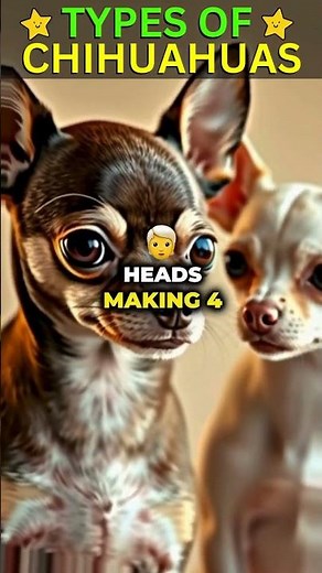 How Many Types of Chihuahuas Are There? (Chihuahua Dog Breeds) (Ai Dogs) #doglovers