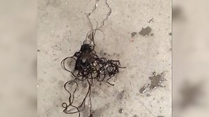 Parasites emerge from the body of crushed cricket