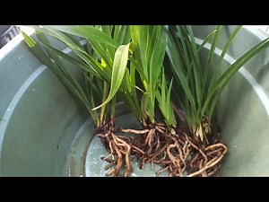 Menanam Anggrek Cymbidium !!