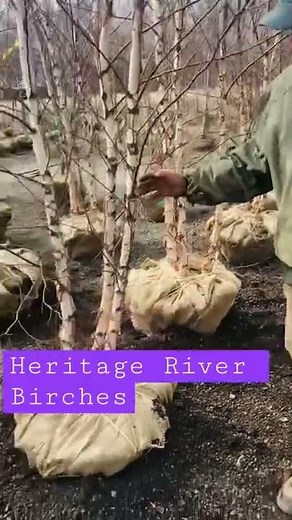 Heritage® River Birch (Multi-Branch) - Betula nigra 'Cully'grow by Highland Hill Farm 215 651 8329