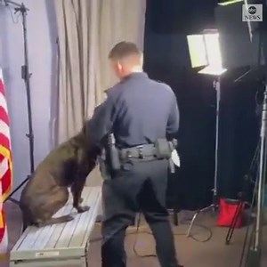 This K9 officer puts on his game face for his police department portrait – then it’s time to play! https://abcn.ws/37AXh8T | ABC News