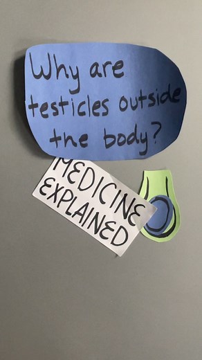 Understanding Puberty: Spermatogenesis Explained