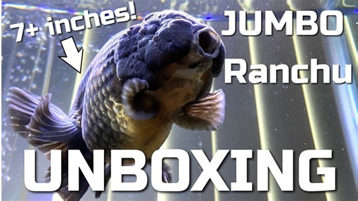 Jumbo Ranchu Unboxing – Massive New Goldfish Arrival