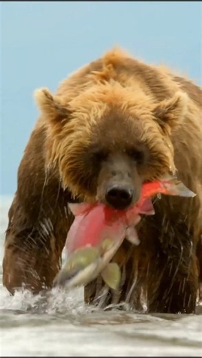 Bear 🐻 | Amazing Facts About Bears | Bear Life, Food & Habitat | Animal Facts