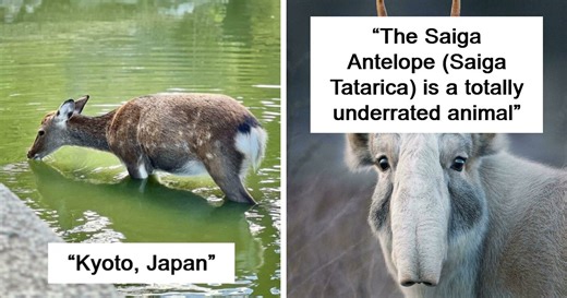 73 Amazing Photos That Might Make You Appreciate Animals Even More (New Pics)