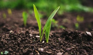 Importance Of Agriculture to Man and the Society: 16 Benefits - Bscholarly