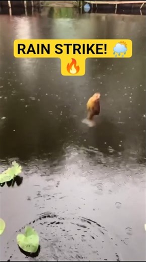 Fishing in the Rain - Red Shrimp Bait STRIKE! #shorts