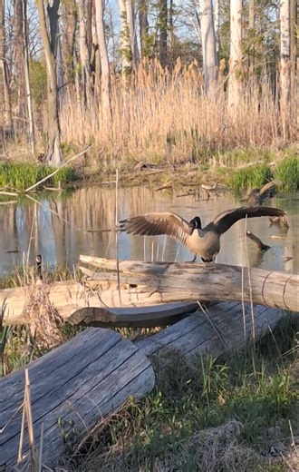 Goose Gets a Better Look. #Birds #Nature #Wildlife #Goose #Up #POV #Shorts #ytshorts #Views #Home.