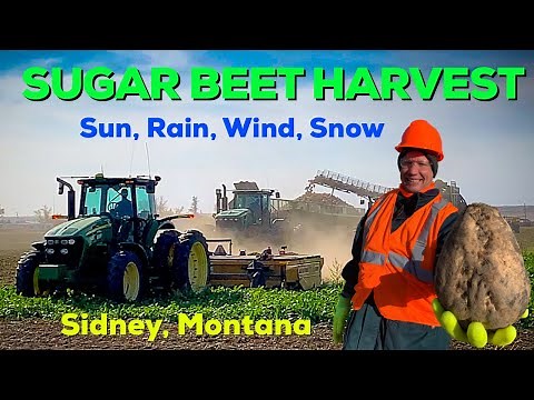 SUGAR BEET HARVEST 2020│Sidney, Montana