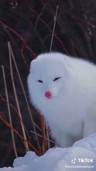 Beautiful White Fox - Magical Creatures in Snow