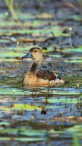 8.6K views · 542 reactions | Lesser whistling duck | 퐍퐚퐭퐮퐫퐞 퐏퐡퐨퐭퐨퐬 퐁퐨퐨퐤 | Facebook