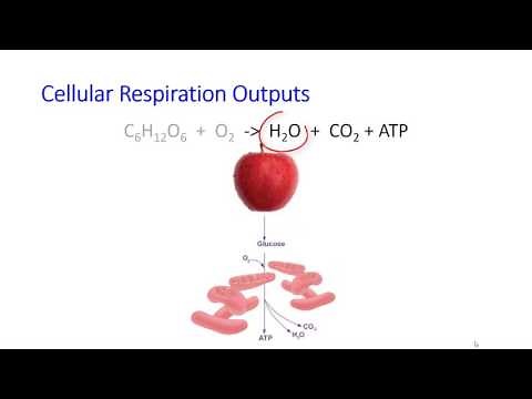 Cellular Respiration Inputs & Outputs