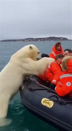 This Could’ve Gone SO Wrong… Until the Orca Showed Up 😱🔥